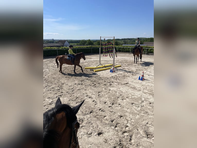 More ponies/small horses Gelding 11 years 13,1 hh Chestnut-Red in Gau-Algesheim