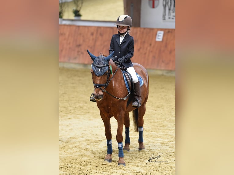 More ponies/small horses Gelding 11 years 13,1 hh Chestnut-Red in Gau-Algesheim