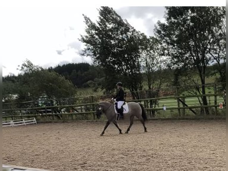 More ponies/small horses Gelding 11 years 13,2 hh Dun in Iserlohn