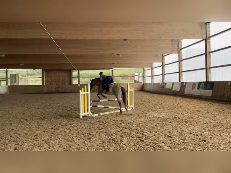 More ponies/small horses Gelding 11 years 13,2 hh Dun in Iserlohn