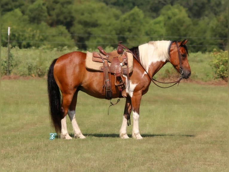 More ponies/small horses Gelding 11 years 13,3 hh Bay in Carthage, TX