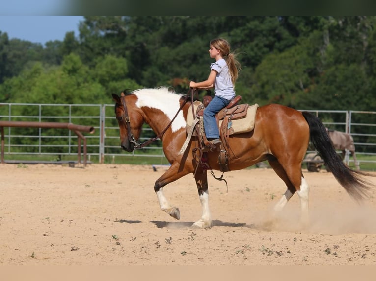 More ponies/small horses Gelding 11 years 13,3 hh Bay in Carthage, TX