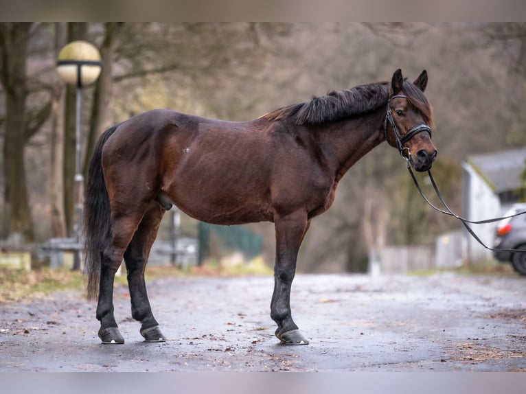 More ponies/small horses Mix Gelding 11 years 14,2 hh Bay-Dark in Galenberg