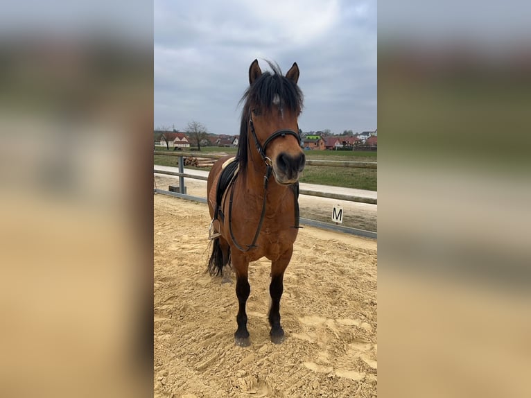 More ponies/small horses Gelding 11 years 14 hh Brown in Hirschaid