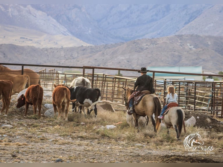 More ponies/small horses Gelding 11 years 9,1 hh Buckskin in Cody