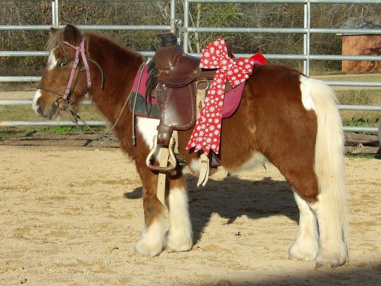 More ponies/small horses Gelding 11 years 9,1 hh Chestnut in Antlers