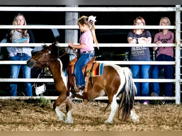 More ponies/small horses Gelding 11 years 9,1 hh Pinto in Hillsboro