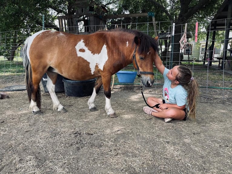 More ponies/small horses Gelding 11 years 9,1 hh Pinto in Hillsboro