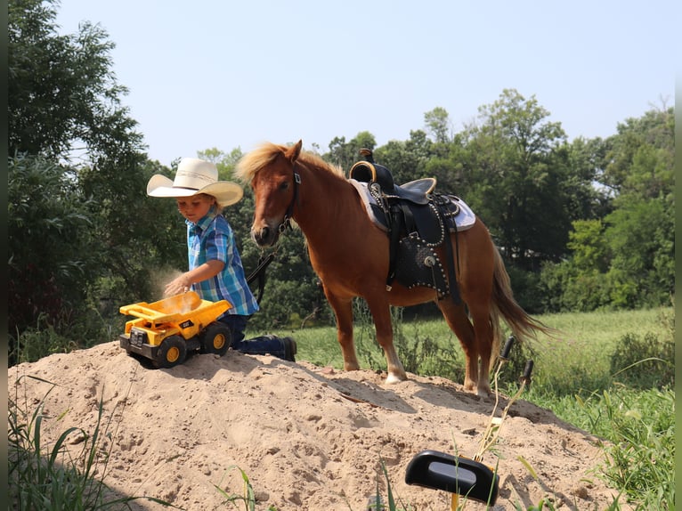 More ponies/small horses Gelding 11 years 9,1 hh Red Dun in Fergus Falls