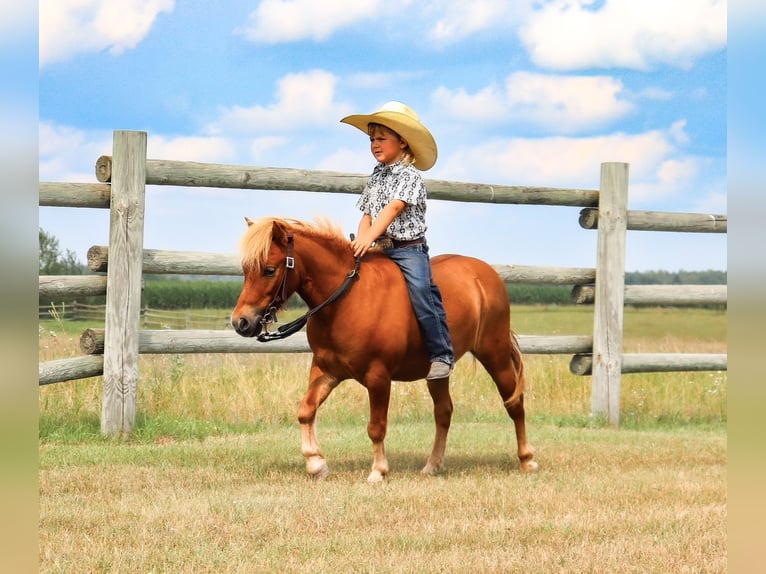 More ponies/small horses Gelding 11 years 9,1 hh Red Dun in Fergus Falls