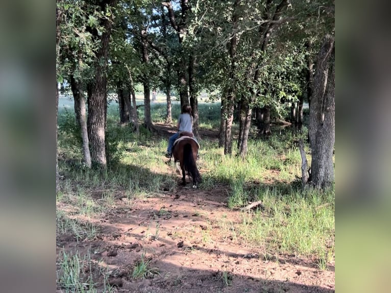 More ponies/small horses Gelding 11 years 9,2 hh Bay in Lipan