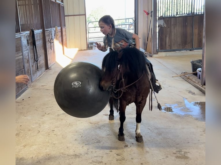 More ponies/small horses Gelding 11 years 9,2 hh Bay in Lipan