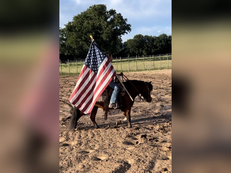 More ponies/small horses Gelding 11 years 9,2 hh Bay in Lipan