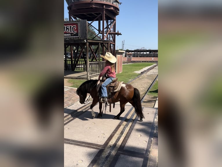 More ponies/small horses Gelding 11 years 9,2 hh Bay in Lipan