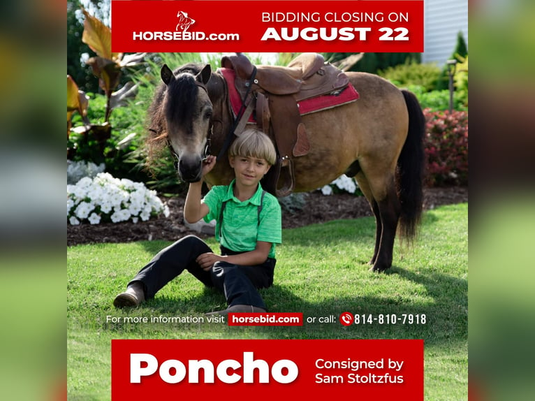 More ponies/small horses Gelding 11 years 9 hh Buckskin in Rebersburg, PA