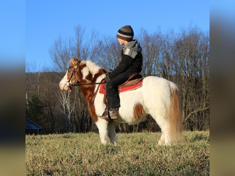 More ponies/small horses Gelding 11 years 9 hh Pinto in Rebersburg, PA