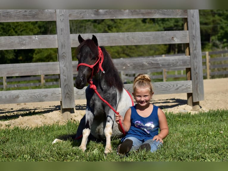 More ponies/small horses Gelding 12 years 10 hh Roan-Blue in Crab Orchard, KY
