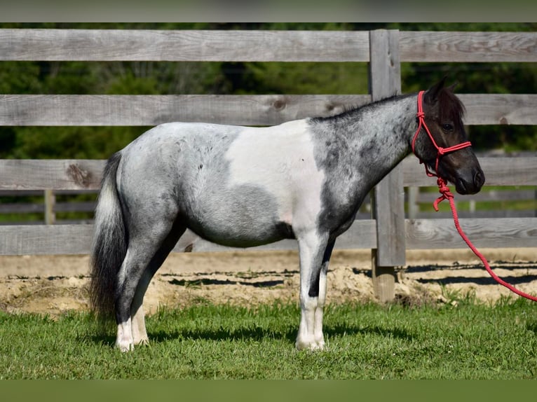 More ponies/small horses Gelding 12 years 10 hh Roan-Blue in Crab Orchard, KY