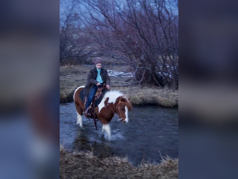 More ponies/small horses Gelding 12 years 11 hh Sorrel in Cody, WY