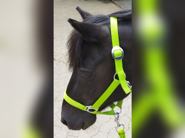 More ponies/small horses Gelding 12 years 12,1 hh Black in Kalletal