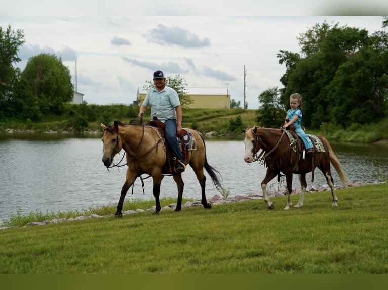 More ponies/small horses Gelding 12 years 12,3 hh Chestnut in Valley Springs, SD