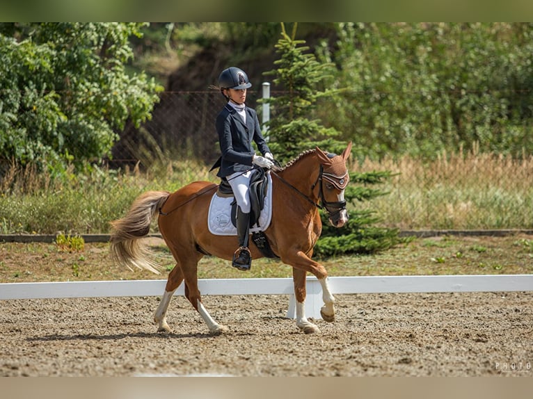 More ponies/small horses Gelding 12 years 13,1 hh Chestnut-Red in Bydgoszcz