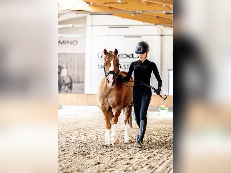 More ponies/small horses Gelding 12 years 13,1 hh Chestnut-Red in Bydgoszcz
