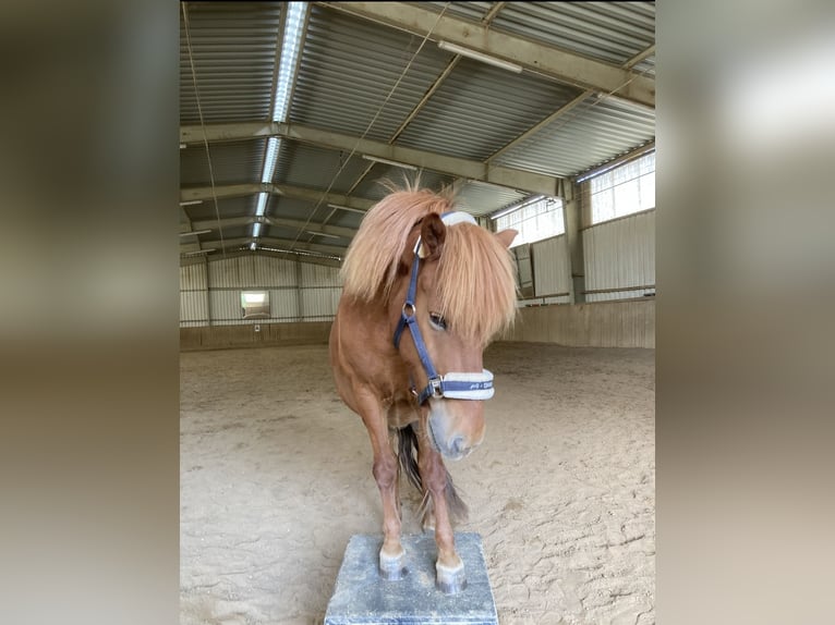 More ponies/small horses Gelding 12 years 14,1 hh Chestnut-Red in Stettenhof