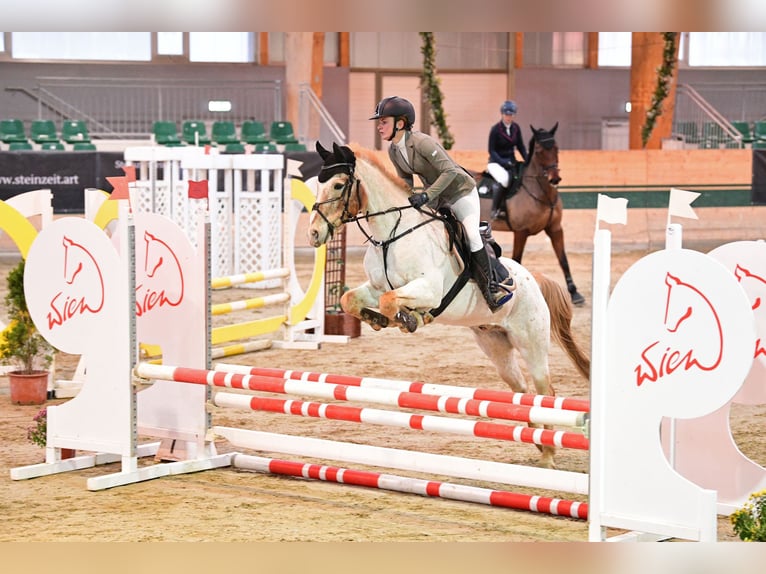 More ponies/small horses Gelding 12 years 14,1 hh in Götzendorf