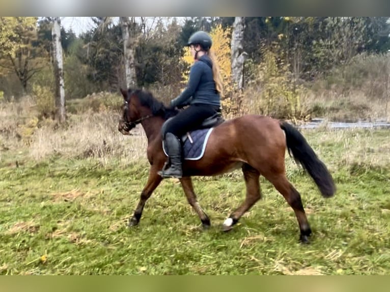 More ponies/small horses Gelding 12 years 14,2 hh Brown in Pelmberg