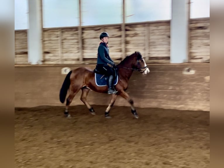 More ponies/small horses Gelding 12 years 14,2 hh Brown in Pelmberg