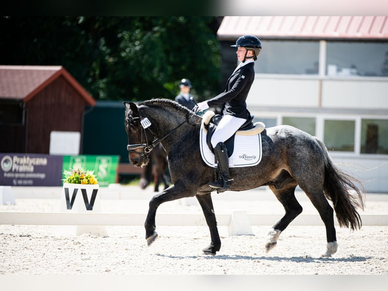 More ponies/small horses Gelding 12 years 14,2 hh Gray in Teodorów