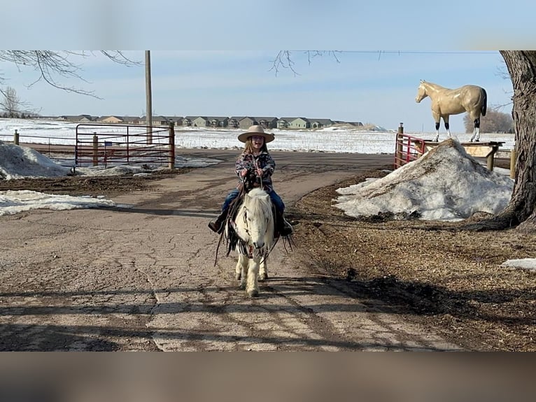 More ponies/small horses Gelding 12 years 8,2 hh Gray in Valley Springs, SD