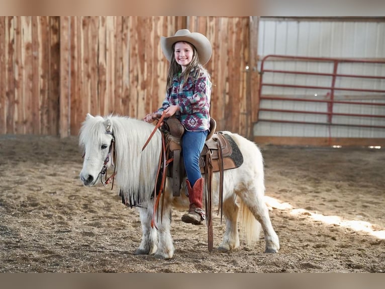 More ponies/small horses Gelding 12 years 8,2 hh Gray in Valley Springs, SD