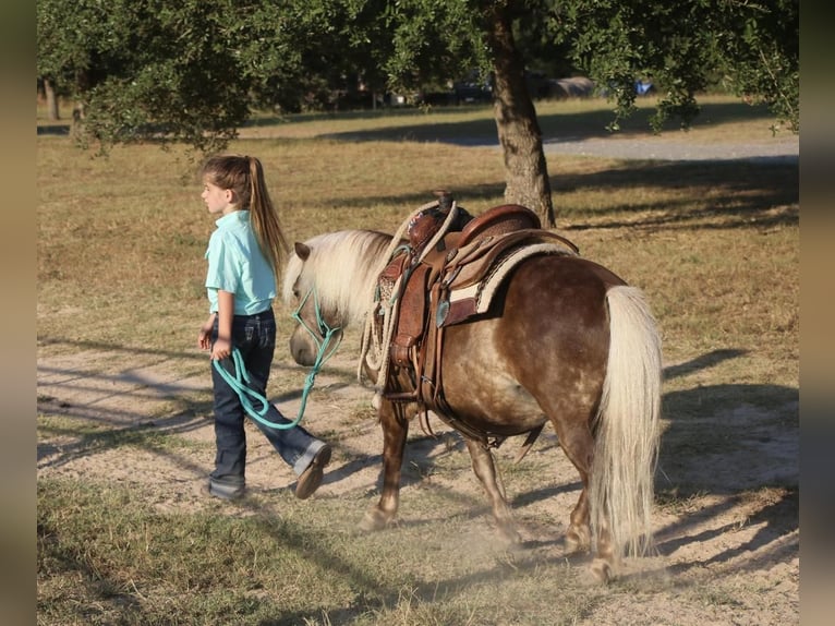 More ponies/small horses Gelding 12 years 9,2 hh Palomino in Carthage, TX