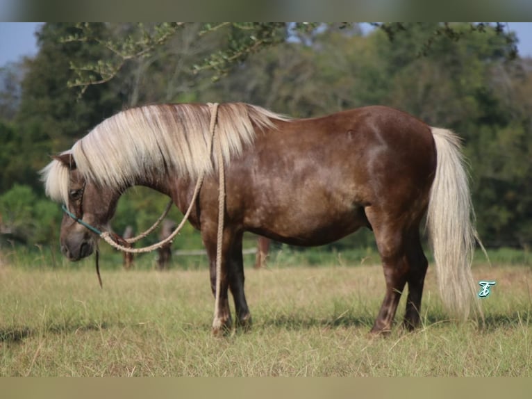 More ponies/small horses Gelding 12 years 9,2 hh Palomino in Carthage, TX