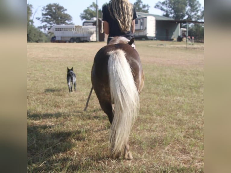 More ponies/small horses Gelding 12 years 9,2 hh Palomino in Carthage, TX