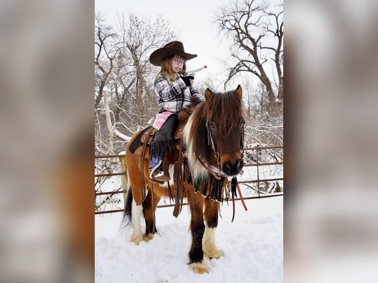 More ponies/small horses Gelding 12 years 9 hh Bay in Valley Springs, SD