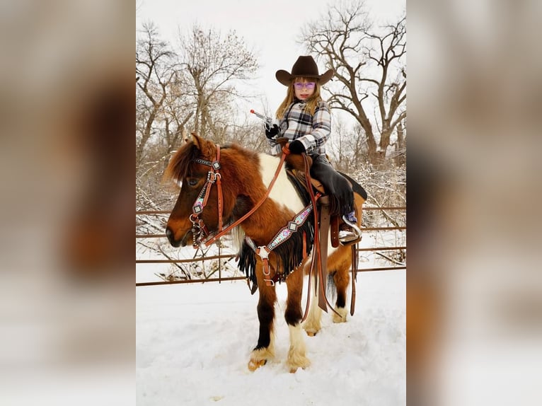 More ponies/small horses Gelding 12 years 9 hh Bay in Valley Springs, SD