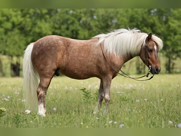 More ponies/small horses Gelding 13 years 10 hh Palomino in Weatherford, TX