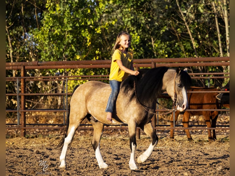 More ponies/small horses Gelding 13 years 12,2 hh Buckskin in Caldwell, ID