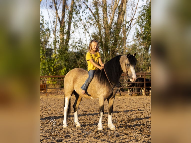 More ponies/small horses Gelding 13 years 12,2 hh Buckskin in Caldwell, ID