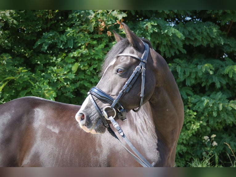 More ponies/small horses Gelding 13 years 13,1 hh Black in Braunschweig