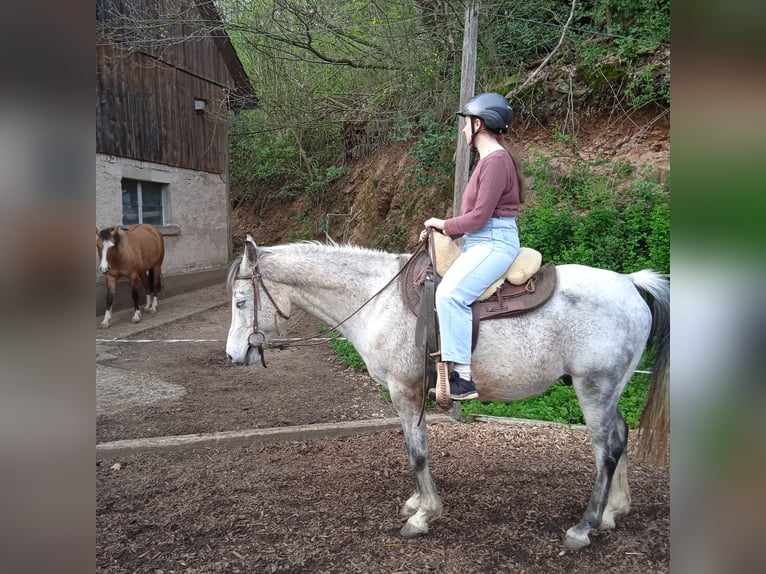 More ponies/small horses Mix Gelding 13 years 13,2 hh Gray in Gengenbach