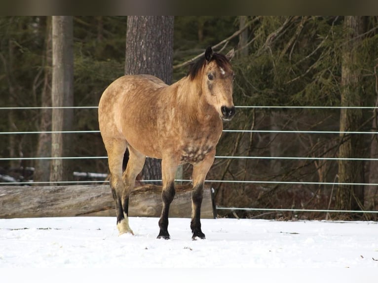 More ponies/small horses Gelding 13 years 14 hh Buckskin in Shippenville, PA
