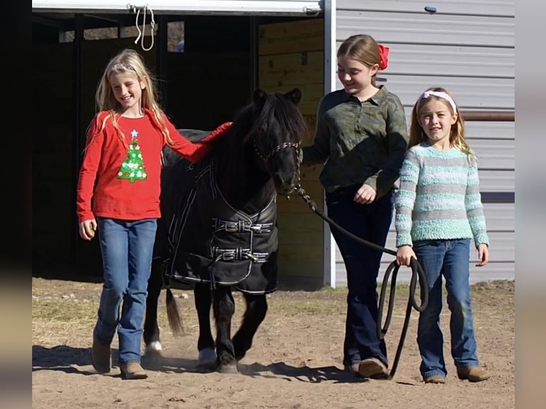 More ponies/small horses Gelding 14 years 11 hh Black in Weatherford