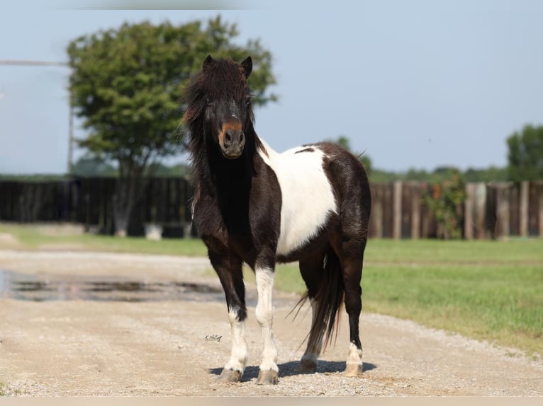 More ponies/small horses Gelding 14 years 11 hh Brown in Ravenna