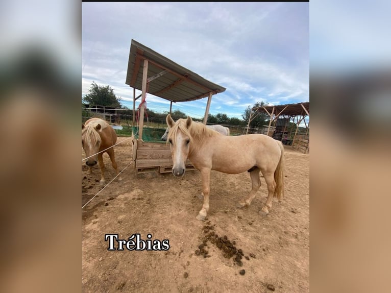 More ponies/small horses Gelding 14 years 13,1 hh Palomino in Lançon-Provence