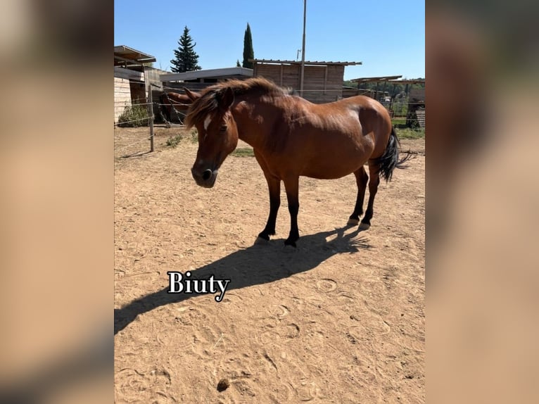 More ponies/small horses Gelding 14 years 13,1 hh Palomino in Lançon-Provence