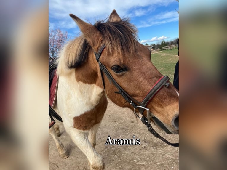 More ponies/small horses Gelding 14 years 13,1 hh Palomino in Lançon-Provence